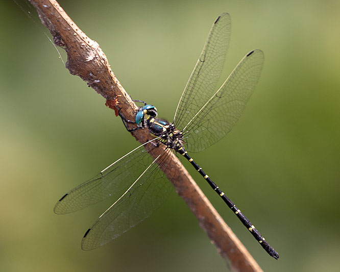 Eusynthemis nigra male-1877.jpg